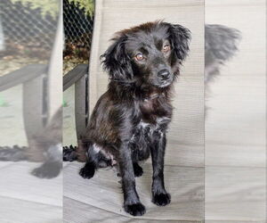 Chihuahua-Unknown Mix Dogs for adoption in House Springs, MO, USA