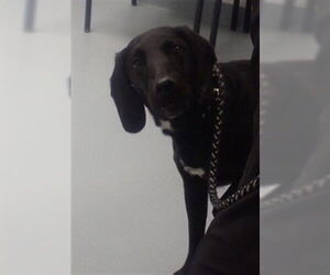 Mutt Dogs for adoption in St. Cloud, FL, USA