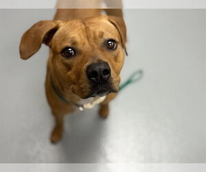 Mutt Dogs for adoption in St. Cloud, FL, USA