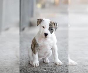 Staffordshire Bull Terrier-Unknown Mix Dogs for adoption in Belleville, IL, USA