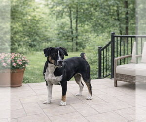 Beagle Dogs for adoption in Menifee, CA, USA