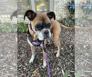 Boxer Dogs for adoption in Austin, TX, USA