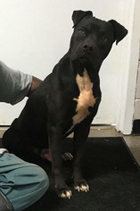 Bullboxer Pit Dogs for adoption in Asheville, NC, USA