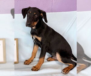 Mutt Dogs for adoption in Genesee, WI, USA