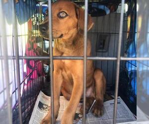 Bloodhound Dogs for adoption in Morton Grove, IL, USA