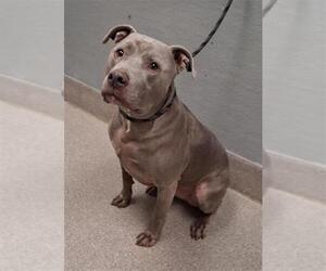 Mutt Dogs for adoption in Las Vegas, NV, USA