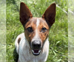 Mutt Dogs for adoption in Jefferson, WI, USA