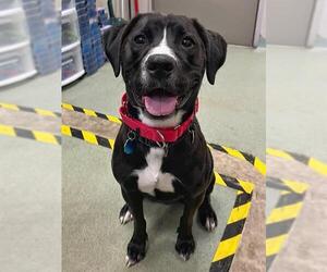 American Pit Bull Terrier-Labrador Retriever Mix Dogs for adoption in Boston, MA, USA