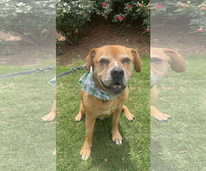 Boxer-Unknown Mix Dogs for adoption in Acworth, GA, USA