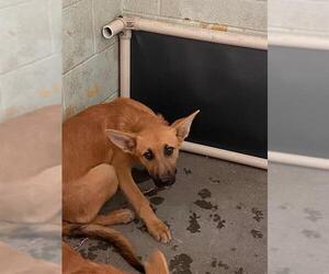 German Shepherd Dog Dogs for adoption in Stockton, CA, USA