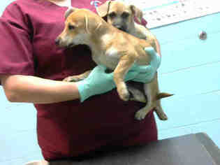 Medium Photo #1 Rat Terrier-Unknown Mix Puppy For Sale in Lufkin, TX, USA