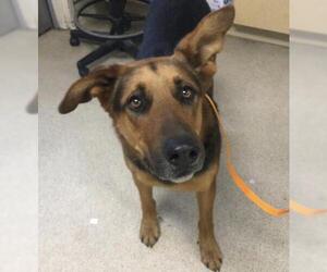 German Shepherd Dog Dogs for adoption in Riverside, CA, USA