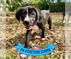 American Staffordshire Terrier-Unknown Mix Dogs for adoption in Tallahassee, FL, USA
