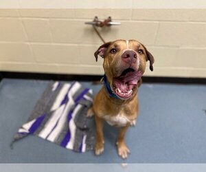 Redbone Coonhound Dogs for adoption in Denver, CO, USA