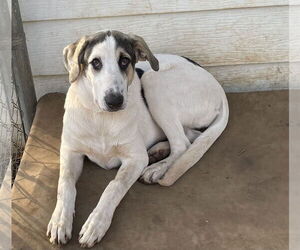 Mutt Dogs for adoption in Topeka, KS, USA