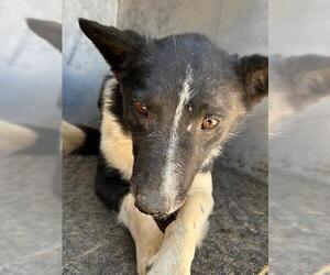 Border Collie Dogs for adoption in HESPERIA, CA, USA