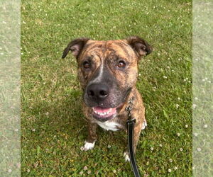 Bullypit Dogs for adoption in Williamsburg, IA, USA