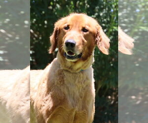 Golden Retriever Dogs for adoption in Glendale , AZ, USA