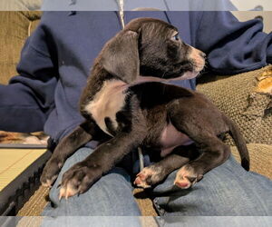 Mutt Dogs for adoption in White Bluff, TN, USA
