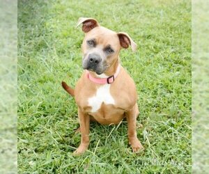 American Pit Bull Terrier Dogs for adoption in Cumming, GA, USA