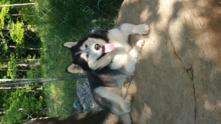 Siberian Husky Dogs for adoption in Unity, NH, USA