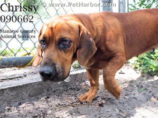 Basset Hound Dogs for adoption in Palmetto, FL, USA