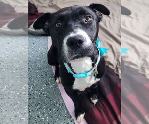 American Pit Bull Terrier-Labrador Retriever Mix Dogs for adoption in Clarkston, MI, USA