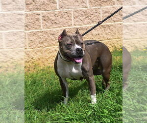 American Pit Bull Terrier-Staffordshire Bull Terrier Mix Dogs for adoption in Glen Allen, VA, USA
