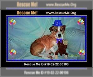 Rat-Cha Dogs for adoption in Crossville, AL, USA