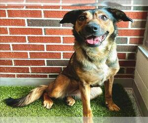 German Shepherd Dog-Unknown Mix Dogs for adoption in Edmond, OK, USA