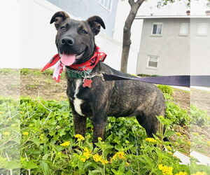 Mutt Dogs for adoption in San Diego, CA, USA