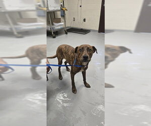 Labrador Retriever-Unknown Mix Dogs for adoption in Fayetteville, NC, USA