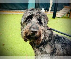 Goldendoodle Dogs for adoption in Orlando, FL, USA