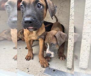 American Pit Bull Terrier-Unknown Mix Dogs for adoption in Oklahoma City, OK, USA