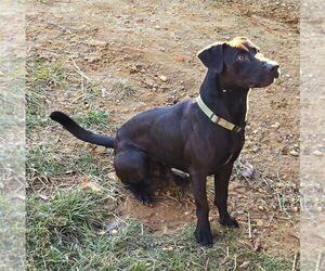 Small Labrador Retriever Mix