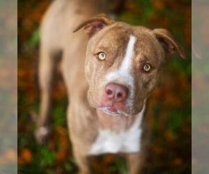 American Bulldog Dogs for adoption in Gainesville, FL, USA