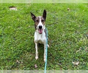 Unknown-Whippet Mix Dogs for adoption in Terre Haute, IN, USA