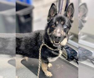 German Shepherd Dog-Siberian Husky Mix Dogs for adoption in Alameda, CA, USA