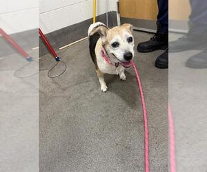 Beagle-Unknown Mix Dogs for adoption in Forestville, MD, USA