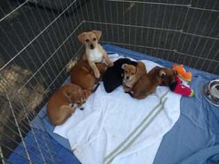 Dachshund Dogs for adoption in danville, CA, USA
