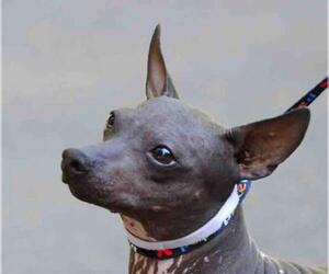 American Hairless Terrier Dogs for adoption in Vernonia, OR, USA