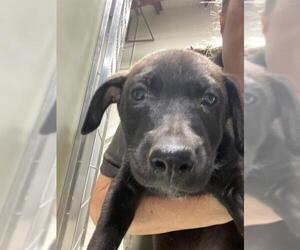 Labrador Retriever Dogs for adoption in Bakersfield, CA, USA