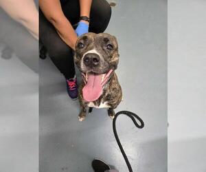 Bulloxer Dogs for adoption in London, Ontario, Canada