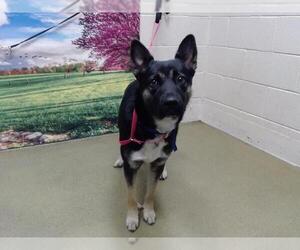 German Shepherd Dog-Unknown Mix Dogs for adoption in Moreno Valley, CA, USA