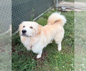 Great Pyrenees Dogs for adoption in Waterford, VA, USA