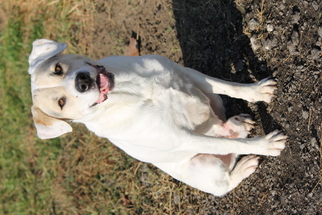 Labrador Retriever Dogs for adoption in Palm Harbor, FL, USA