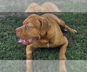 Dogue de Bordeaux Dogs for adoption in Phoenix, WI, USA