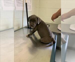 American Pit Bull Terrier-Unknown Mix Dogs for adoption in Corpus Christi, TX, USA