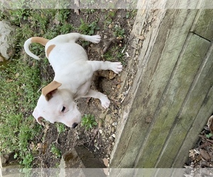 American Pit Bull Terrier-Jack Russell Terrier Mix Dogs for adoption in Kent, OH, USA