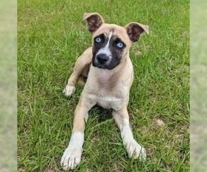 Huskies -Unknown Mix Dogs for adoption in Canton, CT, USA
